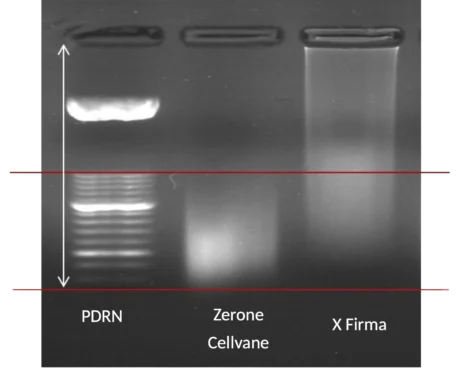 Agaroz jel elektroforezi: Zerone Cellvane PDRN homojen küçük molekül yapısı ile rakip firma PDRN karşılaştırması — Dankook Üniversitesi Dasan Analiz Merkezi