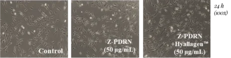 Zerone Cellvane PDRN ve Hyallagen fibroblast hücre aktivitesi karşılaştırması — kontrol, Z-PDRN ve Z-PDRN+Hyallagen 24 saat laboratuvar testi